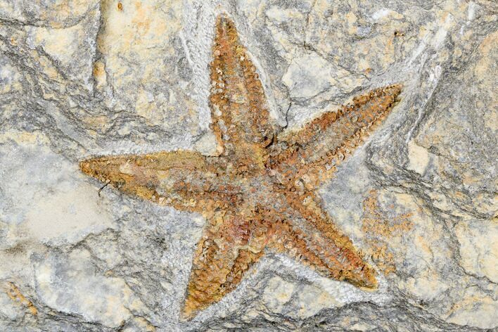 Ordovician Starfish (Petraster?) Fossil - Morocco #173702